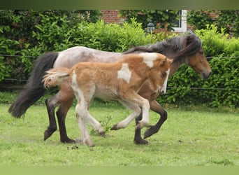 Pony Islandese, Stallone, Puledri
 (03/2024), 140 cm, Pezzato