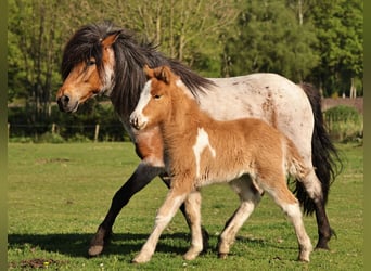 Pony Islandese, Stallone, Puledri
 (03/2024), 140 cm, Pezzato