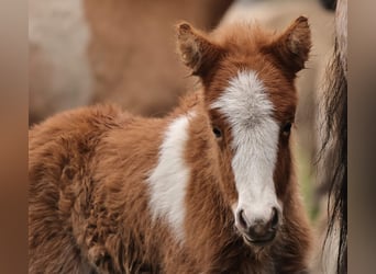 Pony Islandese, Stallone, Puledri
 (03/2024), 140 cm, Pezzato