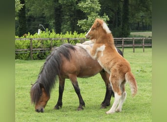 Pony Islandese, Stallone, Puledri
 (03/2024), 140 cm, Pezzato