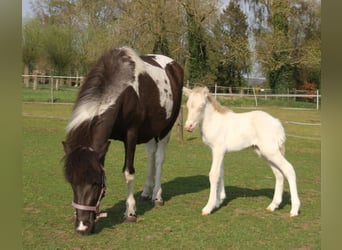 Pony Islandese, Stallone, , 140 cm, Pezzato