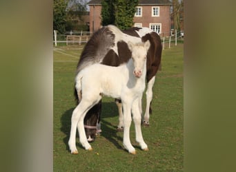 Pony Islandese, Stallone, , 140 cm, Pezzato