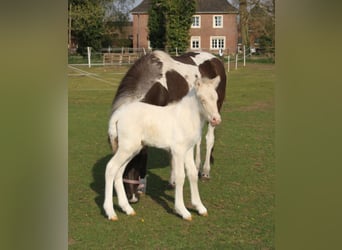 Pony Islandese, Stallone, , 140 cm, Pezzato