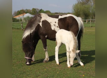 Pony Islandese, Stallone, , 140 cm, Pezzato