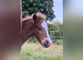 Pony Islandese, Stallone, Puledri (05/2026), 140 cm, Sauro