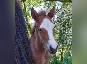 Pony Islandese, Stallone, , 141 cm, Baio