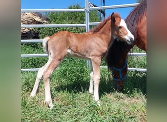 Pony Islandese, Stallone, , 141 cm, Baio