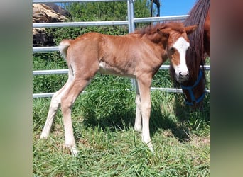 Pony Islandese, Stallone, , 141 cm, Baio