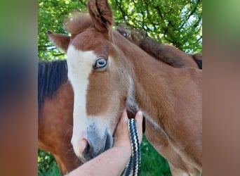 Pony Islandese, Stallone, , 141 cm, Baio