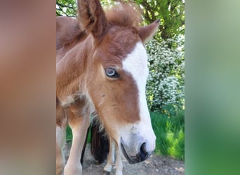 Pony Islandese, Stallone, , 141 cm, Baio