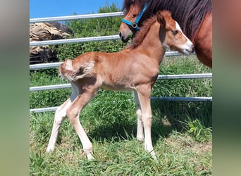 Pony Islandese, Stallone, , 141 cm, Baio