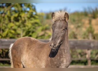 Pony Islandese, Stallone, Puledri (01/2026), 143 cm