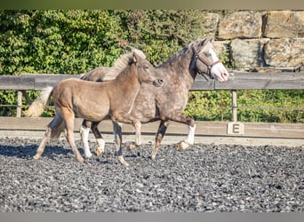 Pony Islandese, Stallone, Puledri (01/2026), 143 cm