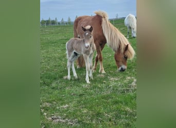 Pony Islandese, Stallone, Puledri
 (05/2024), 144 cm, Pearl