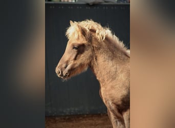 Pony Islandese, Stallone, Puledri (05/2025), 145 cm, Falbo