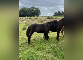 Pony Islandese, Stallone, Puledri (07/2025), 150 cm, Grullo