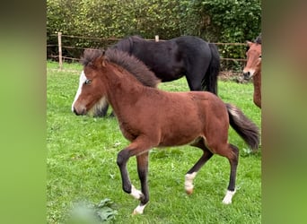 Pony Islandese, Stallone, Puledri (06/2026), Baio
