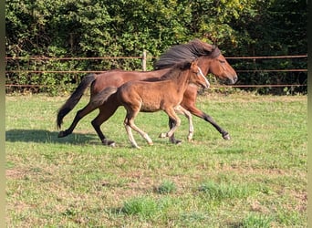 Pony Islandese, Stallone, Puledri (06/2026), Baio
