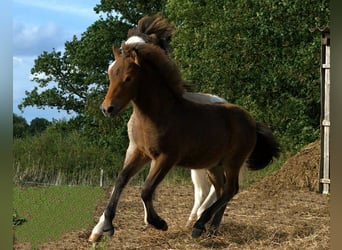 Pony Islandese, Stallone, Puledri (06/2026), Baio