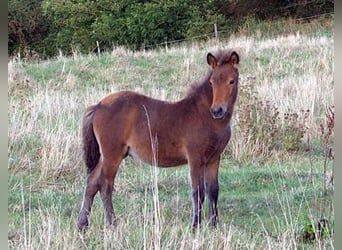 Pony Islandese, Stallone, Puledri (06/2026), Baio