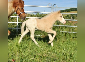 Pony Islandese, Stallone, Puledri (05/2026), Bianco