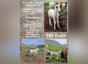 Pony Islandese, Stallone, Puledri
 (01/2023)