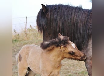 Pony Islandese, Stallone, Puledri (06/2026), Falbo