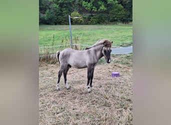 Pony Islandese, Stallone, Puledri (03/2026), Falbo