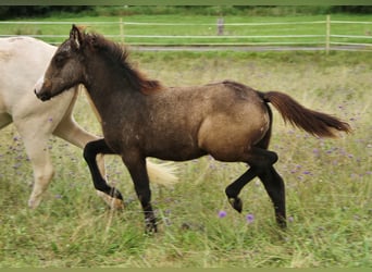 Pony Islandese, Stallone, Puledri
 (05/2023), Grigio