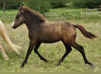 Pony Islandese, Stallone, Puledri
 (05/2023), Grigio