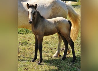 Pony Islandese, Stallone, Puledri
 (05/2023), Grigio