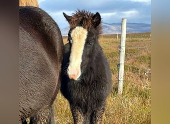 Pony Islandese, Stallone, Puledri (05/2026), Morello