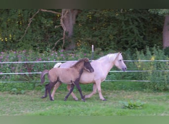 Pony Islandese, Stallone, Puledri (07/2026), Morello