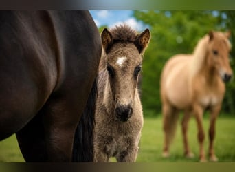 Pony Islandese, Stallone, Puledri (03/2026), Morello