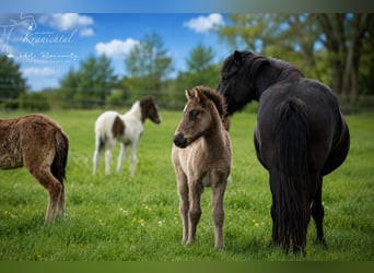 Pony Islandese, Stallone, Puledri (03/2026), Morello