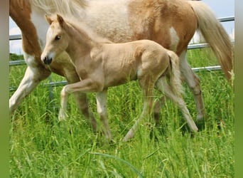 Pony Islandese, Stallone, Puledri (04/2026), Palomino