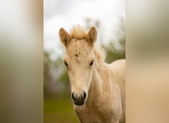 Pony Islandese, Stallone, Puledri
 (07/2023), Palomino