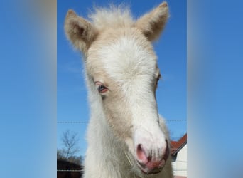 Pony Islandese, Stallone, Puledri (01/2026), Perlino