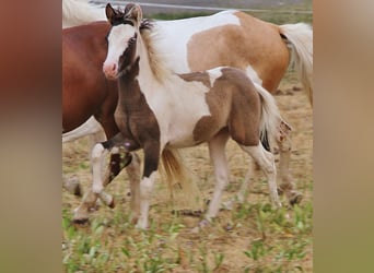 Pony Islandese, Stallone, Puledri (04/2026), Pezzato
