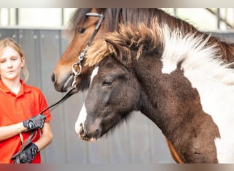 Pony Islandese, Stallone, Puledri (03/2026), Pezzato