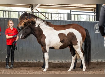 Pony Islandese, Stallone, Puledri (03/2026), Pezzato