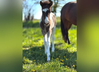 Pony Islandese, Stallone, Puledri (03/2026), Pezzato