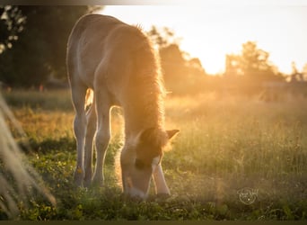 Pony Islandese, Stallone, , Sauro