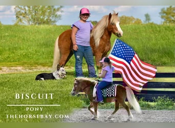 Pony of the Americas, Gelding, 10 years, 10 hh, Sorrel