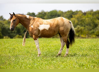 Pony of the Americas, Gelding, 10 years, 12,3 hh, Buckskin