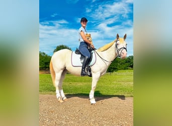 Pony of the Americas, Gelding, 10 years, 14 hh, Gray