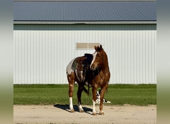 Pony of the Americas, Gelding, 10 years, 14 hh, Sorrel