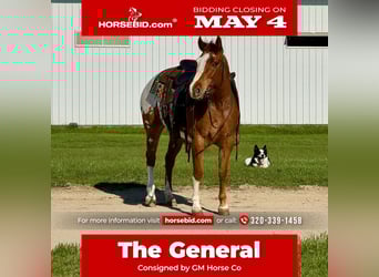 Pony of the Americas, Gelding, 10 years, 14 hh, Sorrel