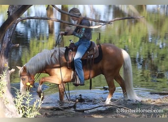 Pony of the Americas, Gelding, 10 years, Palomino