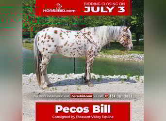 Pony of the Americas, Gelding, 10 years